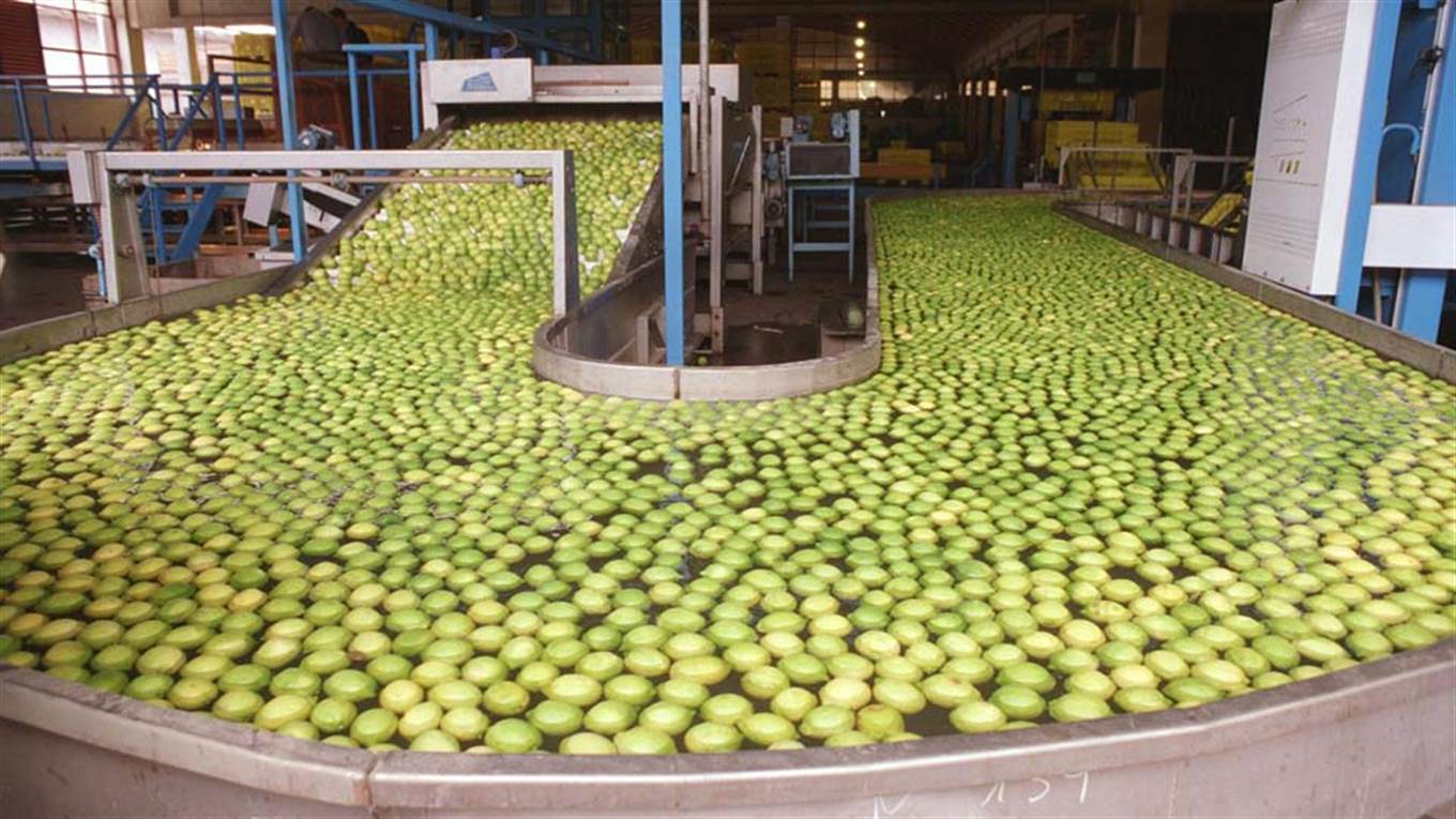 EE.UU. confirmó la autorización al ingreso de limones arge