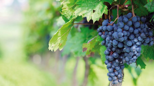 Por la caída en la producción argentina se importaría vin