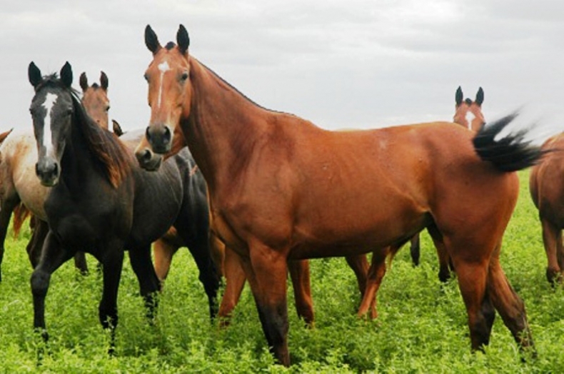 El negocio de la carne equina local que se exporta a Europa y Rusia